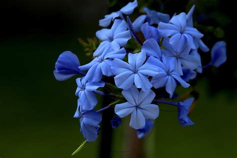 漂亮花朵|200000 多张免费的“美丽花朵”和“花朵”照片